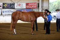 36. Amateur Yearling Geldings