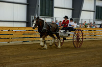 Ladies Cart_Clydesdales-2