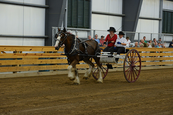 Ladies Cart_Clydesdales-2