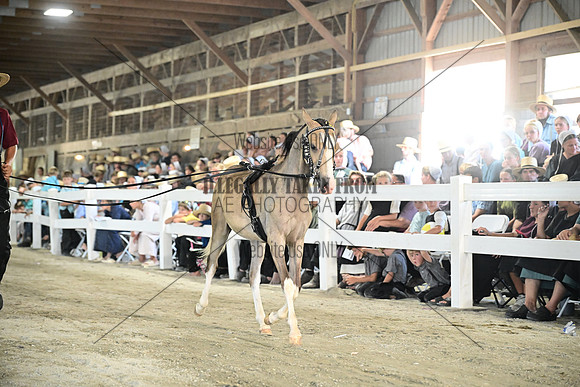 AJB_0367