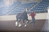 Clydesdale Halter