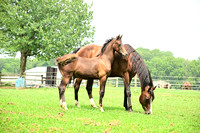 AJB_4787
