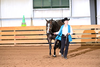 12. Amatuer Performance Geldings