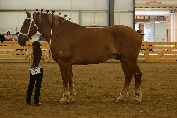 Jr. Youth Showmanship-35