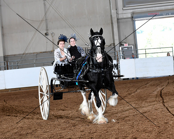 shires_6091