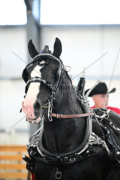 AJB_7153