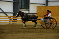 Ladies Cart_Clydesdales-3