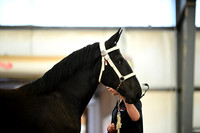 AJB_6317