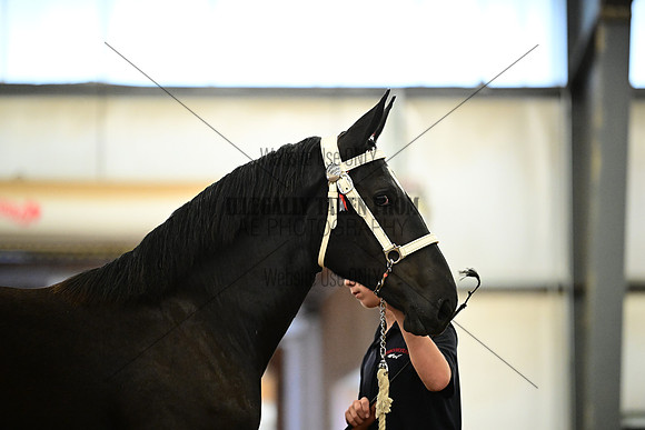 AJB_6317