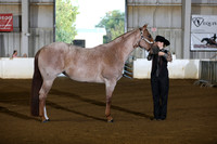 24. Amateur Three Year Old Mares