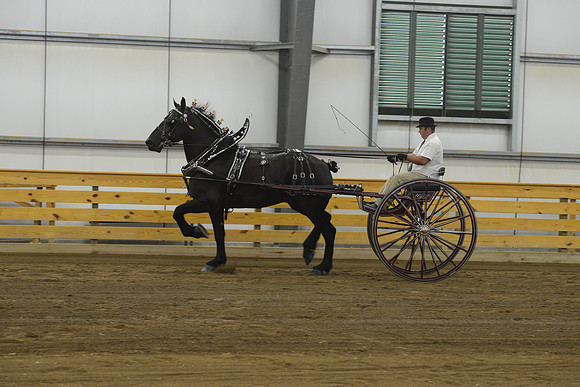 Men’s Cart_percherons-3