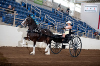 Draft Pony - Ladies Cart