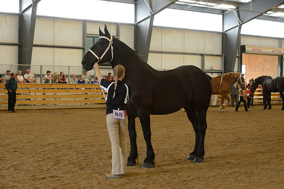 Jr. Youth Showmanship-30