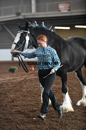 shires_5690