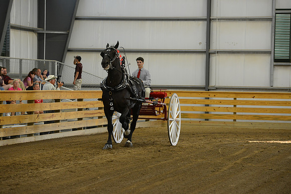 Men’s Cart_percherons-9