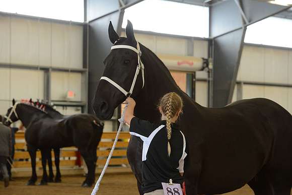 Jr. Youth Showmanship-29