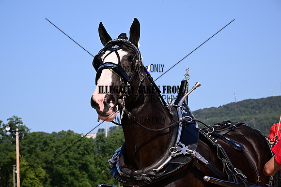 AJB_6071