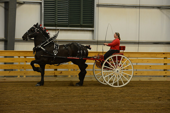 Ladies Cart_Percheron-3