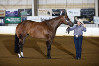 17. Three Year Old Mares