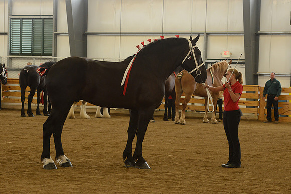 Jr. Youth Showmanship-24