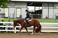 144. Level 1 Amateur Hunter Under Saddle