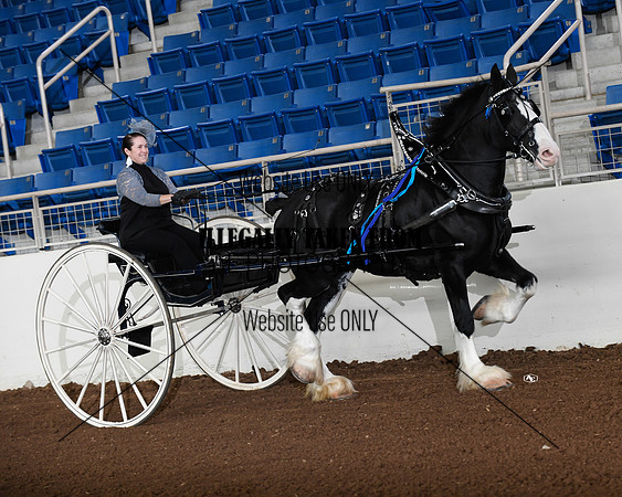 shires_5837