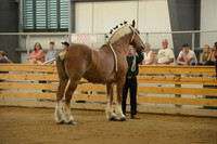 Sr. Youth Showmanship-9