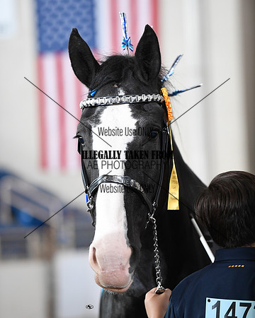 shires_5726
