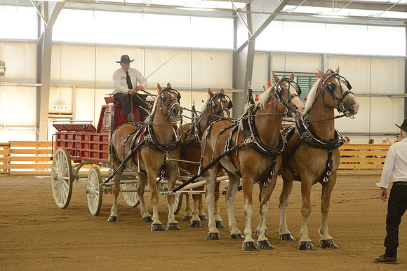 Four Horse Hitch-17