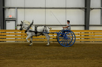 Ladies Cart_Percheron-11