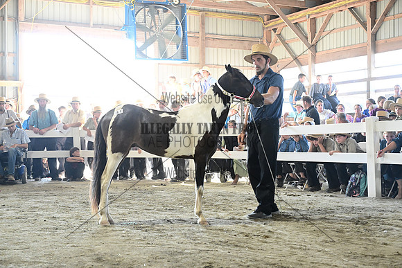 AJB_0341