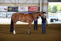 30. Two Year Old Geldings