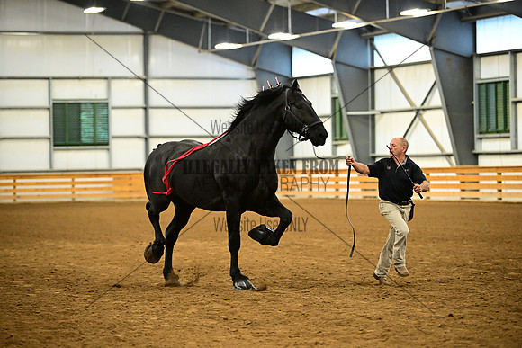 AJB_6181