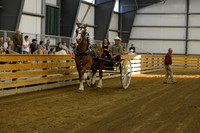Ladies Cart_Belgians-19