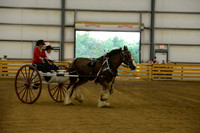 Ladies Cart_Clydesdales-5