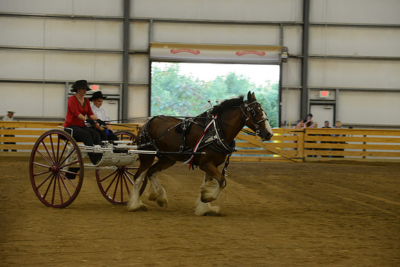 Ladies Cart_Clydesdales-5