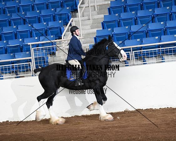 shires_6292