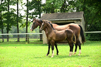 AJB_4774