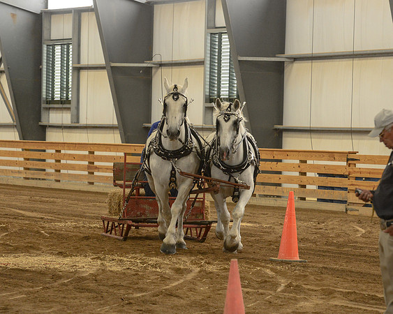 Draft Horse Feed Scurry Race-21