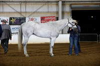 159. Youth Ranch Conformation
