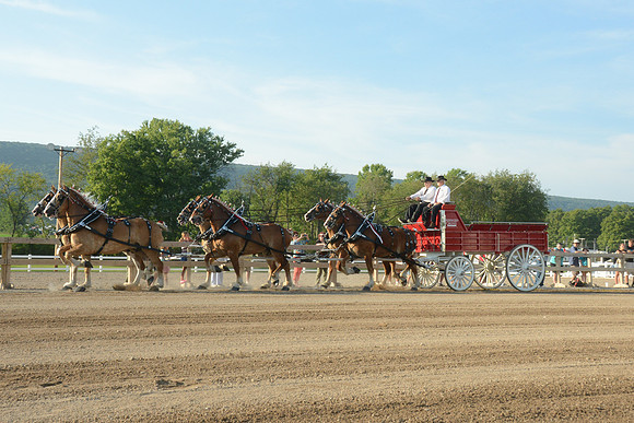 Six Horse Hitch-7