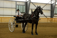 Men’s Cart_percherons-15