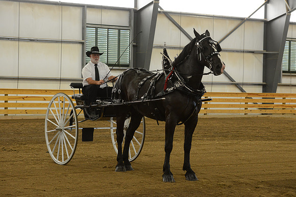 Men’s Cart_percherons-15