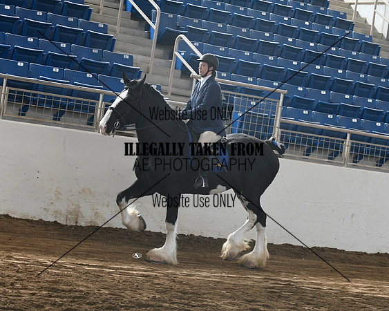 shires_6273