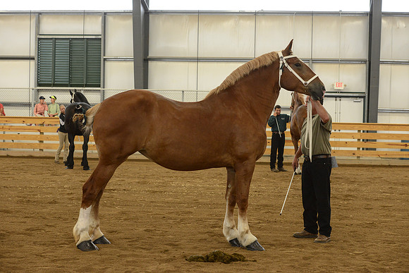Halter-44