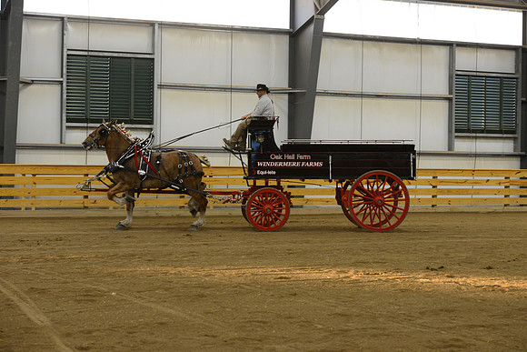 Mare Team-2