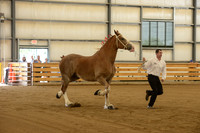 Halter-12