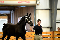 AJB_6309