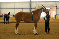 Sr. Youth Showmanship-8