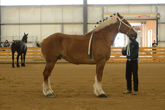 Sr. Youth Showmanship-8